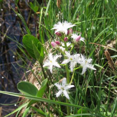 Naturwanderwoche Bregenzerwald 2017